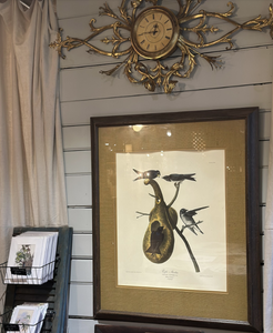 Colossal Purple Martin Lithograph