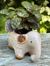 Load image into Gallery viewer, Elephant Planter
