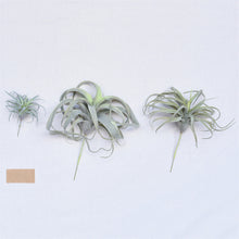 Load image into Gallery viewer, Faux Tillandsia, multiple styles
