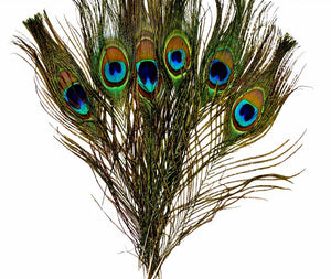 Genuine Premium Peacock Feather, Cruelty-Free
