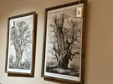Load image into Gallery viewer, British Framed Botanical Tree Art, multiple styles
