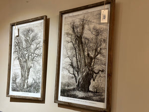 British Framed Botanical Tree Art, multiple styles
