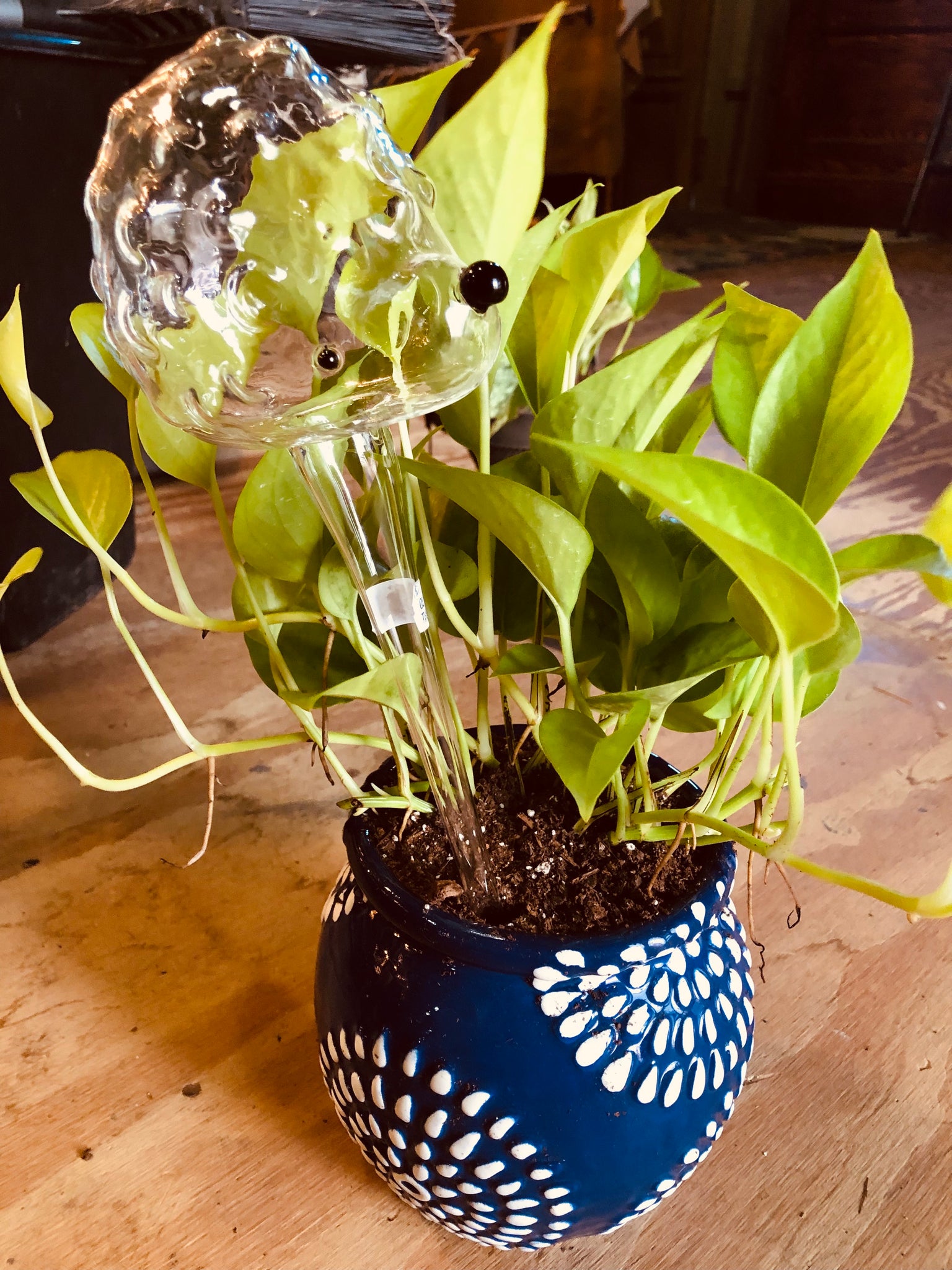 are watering globes good for pothos Hedgehog Water Globe/Trickle Watering Tube – Chartreuse & co