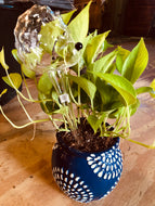 Hedgehog Water Globe/Trickle Watering Tube