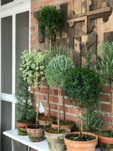 Load image into Gallery viewer, Mossy-Potted Topiary, multiple styles
