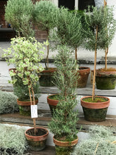 Load image into Gallery viewer, Mossy-Potted Topiary, multiple styles
