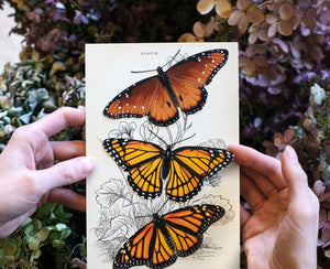 Artisanal Paper Papillon Collection, multiple styles