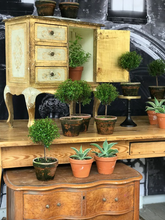 Load image into Gallery viewer, Mossy-Potted Topiary, multiple styles
