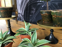 Load image into Gallery viewer, Mossy-Potted Topiary, multiple styles
