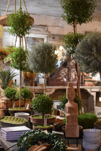 Load image into Gallery viewer, Mossy-Potted Topiary, multiple styles
