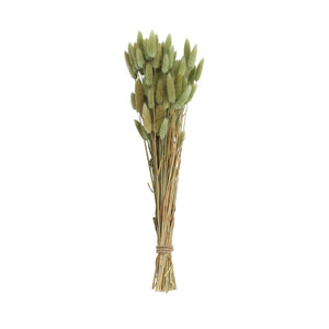 Dried Bunny Tail Bunch, multiple styles