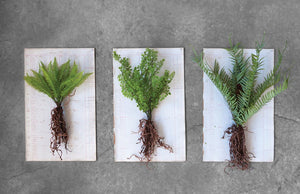 Rooted Greenery, multiple styles