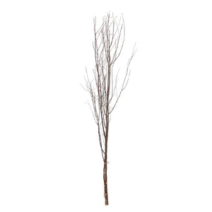 Colossal Birch-Branch Bundle