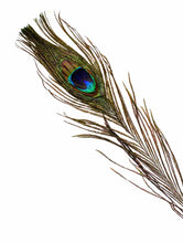 Load image into Gallery viewer, Genuine Premium Peacock Feather, Cruelty-Free
