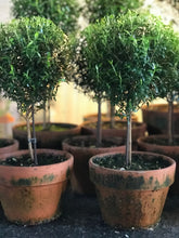 Load image into Gallery viewer, Mossy-Potted Topiary, multiple styles
