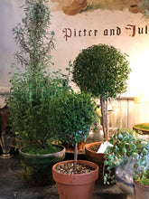 Load image into Gallery viewer, Mossy-Potted Topiary, multiple styles
