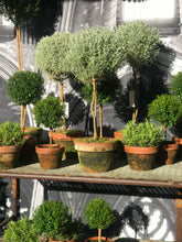 Load image into Gallery viewer, Mossy-Potted Topiary, multiple styles
