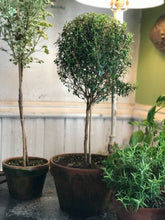 Load image into Gallery viewer, Mossy-Potted Topiary, multiple styles
