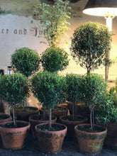 Load image into Gallery viewer, Mossy-Potted Topiary, multiple styles
