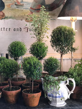 Load image into Gallery viewer, Mossy-Potted Topiary, multiple styles
